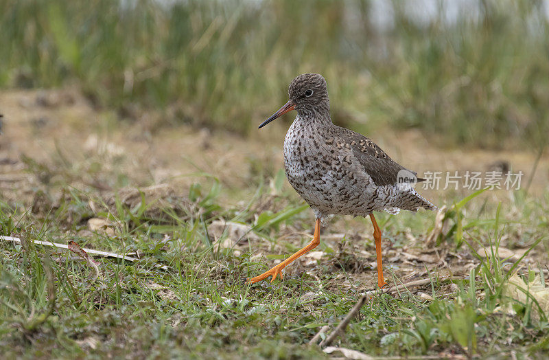 普通Redshank (Tringa to伤风)